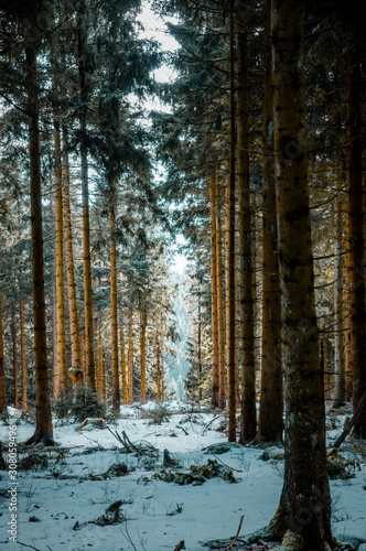 Winter forest with pine trees. Brocken, Harz National Park Mountains in Germany 