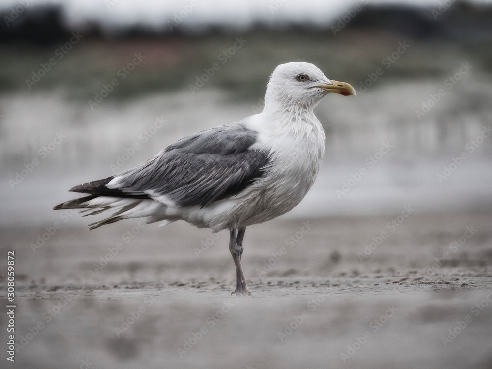 Close-up of a seagull at the German North Sea coast Close-up of a seagull at the German North Sea coast