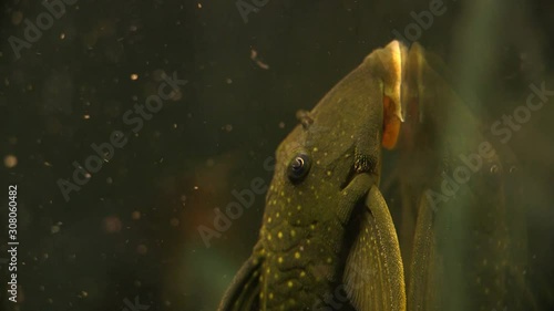 Close Up Rack Soft Focus Of The Suckermouth Catfish Phantom Pleco Sitting On The Side Of A Aquarium Tank photo