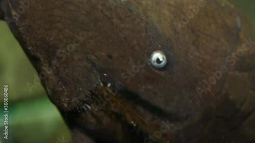 Extreme Close Up Of The Face Of A Blue Eyed Pleco (Panaque cochliodon) Catfish Sucking Onto The Side Glass Of An Aquarium photo