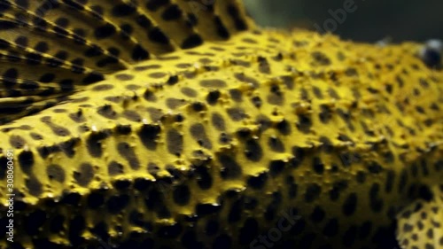 Panning Extreme Close Up From The Tail Of Large Spiny Monster Pleco Catfish (Pseudacanthicus spinosus) Sitting On The Bottom Glass Of An Aquarium. Black spots on a yellow body photo