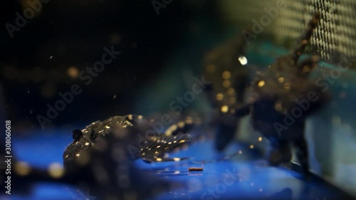 School Of Black And White Spotted Adonis Pleco Catfish Swimming In Aquarium Tank and clean the blue glass bottom photo