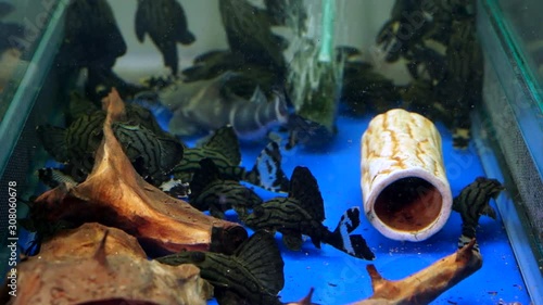 Tank Full Of Black Striped Pleco Catfish In An Aquarium Pet Shop Sitting On The Blue Bottom, top view wide shot photo