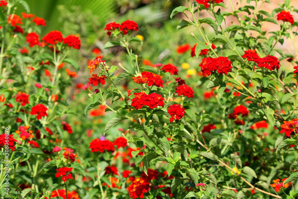 dusky salmon plant or burning love, flower of Bristol dusky salmon plant or burning love, flower of Bristol