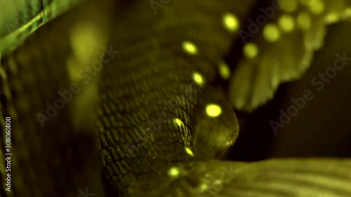 Panning Close Up From The Tail Of A Black And Yellow Spotted Suckermouth Catfish Baryancistrus Pleco Sitting On The Side Glass Of An Aquarium photo