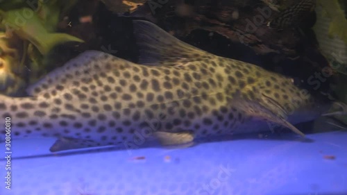 Panning Of A Spotted Spotted Upside Down Catfish (Synodontis) feeding On Bottom Of Aquarium Tank With Other Catfish Swimming on background photo