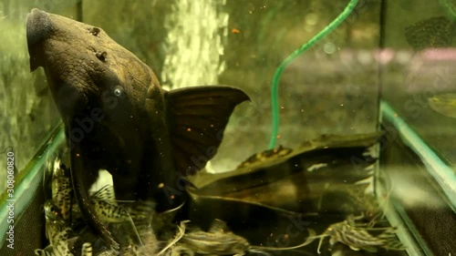 Close Up Of The Face Of A Big Black Suckermouth Catfish Blue Eyed Pleco Sucking Onto The Side Glass Of An Aquarium Surrounded By Small Synodontis Catfish photo