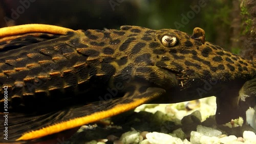 Close Up Detailed Black Orange Gold Spot Common Pleco Catfish Sitting on the bottom of the river photo