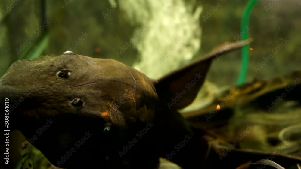 Extreme Close Up Of A Black Suckermouth Catfish Common Blue Eyed Pleco Sucking Onto The Side Of A Glass Aquarium With Smaller Catfish Swimming Around Extreme Close Up Of A Black Suckermouth Catfish Common Blue Eyed Pleco Sucking Onto The Side Of A Glass Aquarium With Smaller Catfish Swimming Around