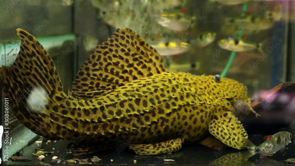 Large Yellow in black spots Spiny Monster Pleco Catfish