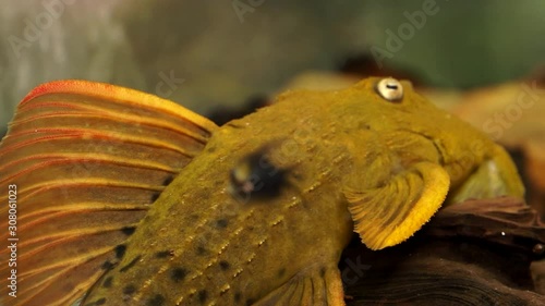 Close Up of Large Orange Spiny Monster Pleco Catfish Sucking a Wood on Bottom Of An Aquarium Tank With Other Fish Swimming Around photo