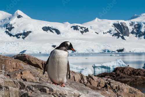  Gentoo Penguin  Pygoscelis papua Neko Harbour Antartica Peninsula.