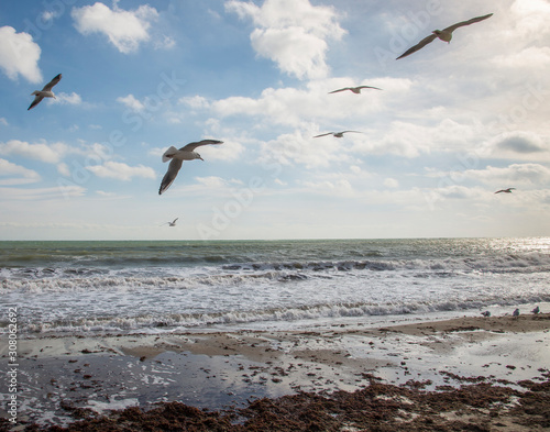 Seagulls on the sea © Olivia