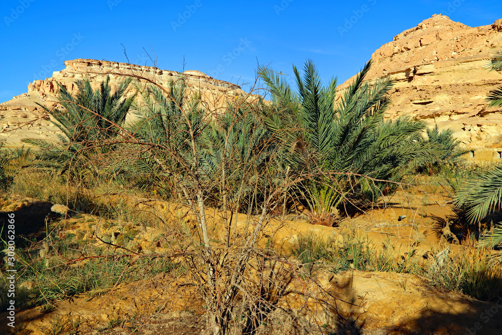 Egypt - Siwa Oasis Egypt - Siwa Oasis