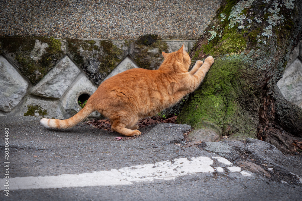 セクシーポーズな猫さん