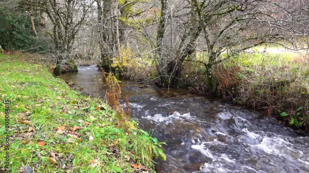 Creek in autumn forest with green grass and fallen leaves . Creek in autumn forest with green grass and fallen leaves .