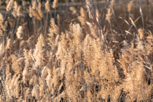 Outdoor autumn winter season reed，Phragmites communis (Cav.) Trin. ex Steud