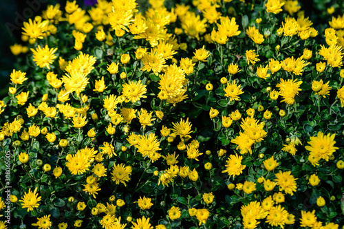 Bush of vivid yellow Chrysanthemum x morifolium flowers in a garden in a sunny autumn day, view from above