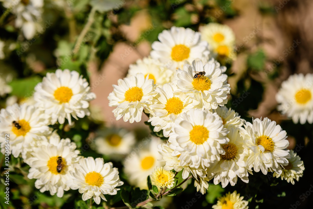 Bush of vivid yellow and white Chrysanthemum x morifolium flowers and small blossoms in a garden in a sunny autumn day, view from above Bush of vivid yellow and white Chrysanthemum x morifolium flowers and small blossoms in a garden in a sunny autumn day, view from above