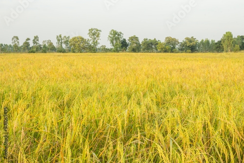 Glutinous rice farm