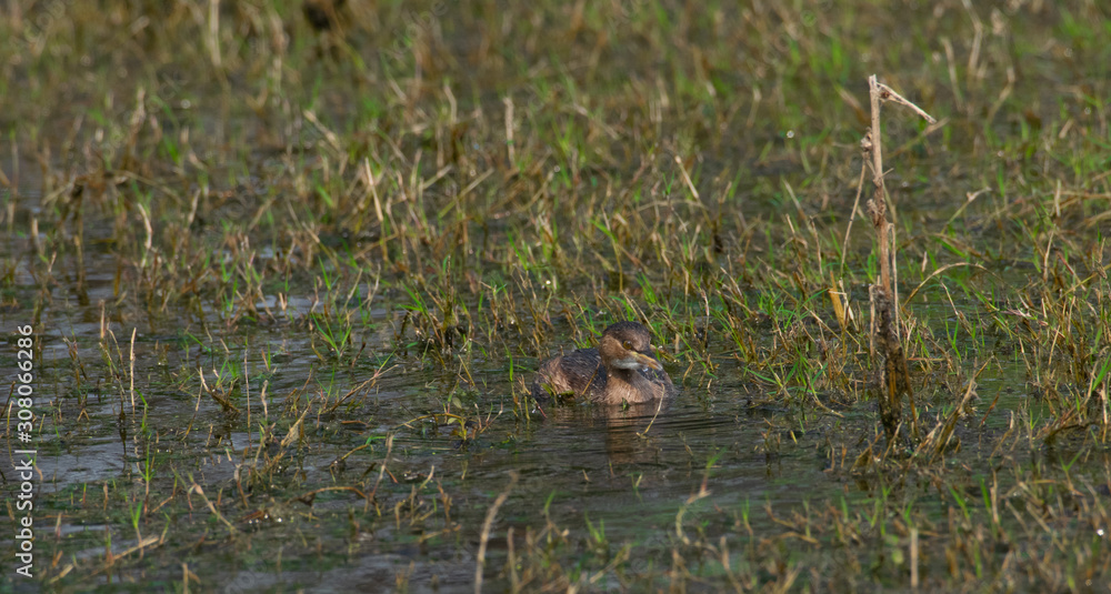 Lil Duck Lil Duck