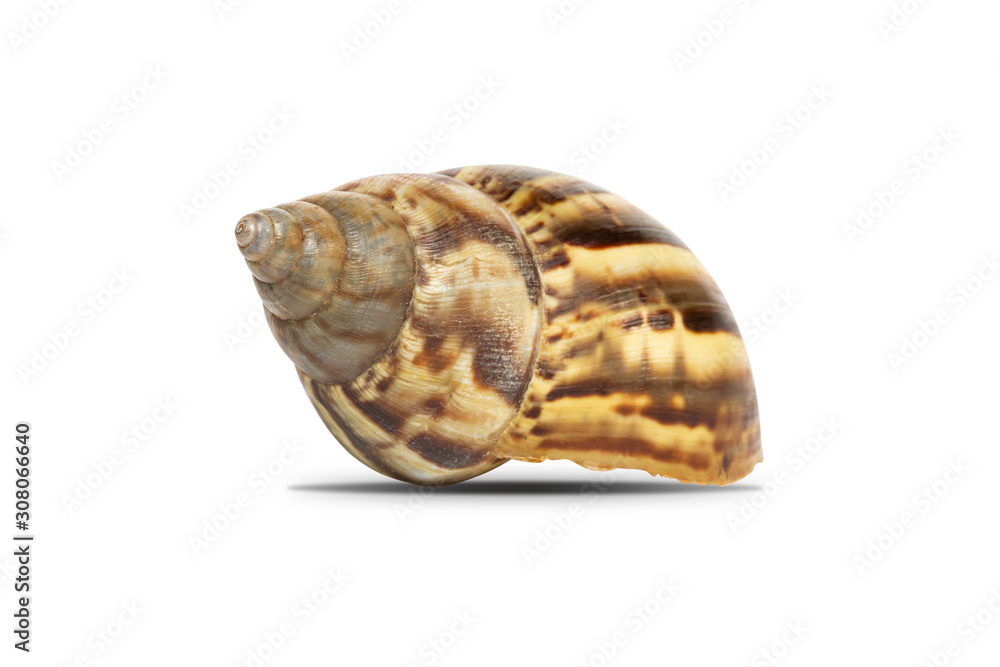snail shells isolated on white background with clipping path. snail shells isolated on white background with clipping path.