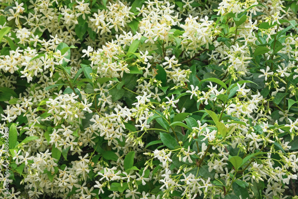 Spring flowers. Blooming jasmine vine ( jasmine ), texture