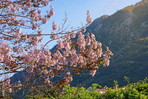 Branches of flowering empress tree ( Paulownia tomentosa ) on sunny spring day. Montenegro, Prcanj town