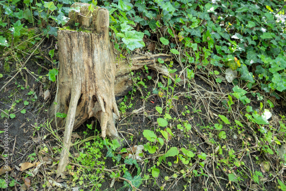 Beautiful scene of fresh green plants and stump for background with copy space Beautiful scene of fresh green plants and stump for background with copy space
