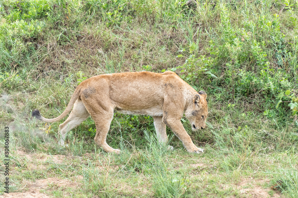 A lioness, Panthera leo, walking A lioness, Panthera leo, walking