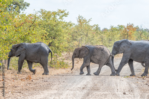 African elephants crossing a gravel road