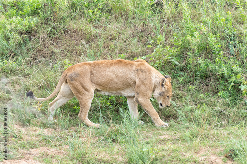 A lioness  Panthera leo  walking