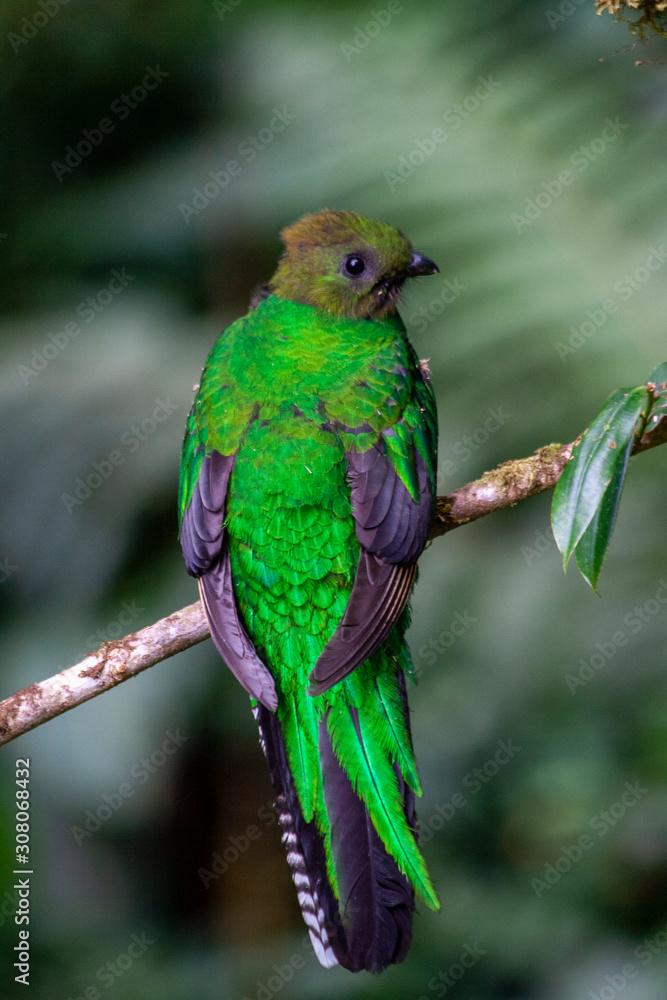 Quetzal in Costa Rica - Pharomachrus mocinno Quetzal in Costa Rica - Pharomachrus mocinno