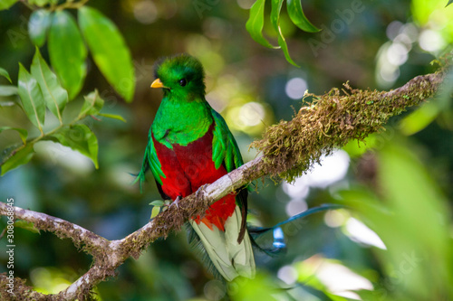 Quetzal in Costa Rica - Pharomachrus mocinno