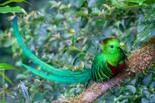 Quetzal in Costa Rica - Pharomachrus mocinno photo