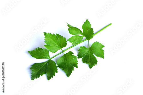 Close-up Three sizes of fresh celery with leaves isolated on white background