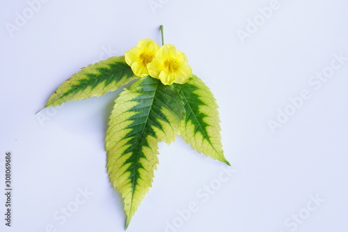 Beautiful yellow flowers,Yellow Elder is so beautiful in nature photo