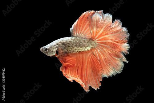 фотографія Gloden and orange tail betta fish, Siamese fighting fish, betta splendens (Halfmoon betta, Pla-kad (Biting fish) isolated on black background
