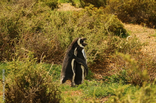 pinguino de magallanes en peninsula valdes puerto madryn  argentina