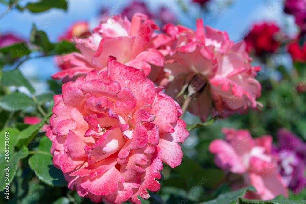 Pink flowers on a background of blue sky with clouds. Rose floribunda Pink flowers on a background of blue sky with clouds. Rose floribunda