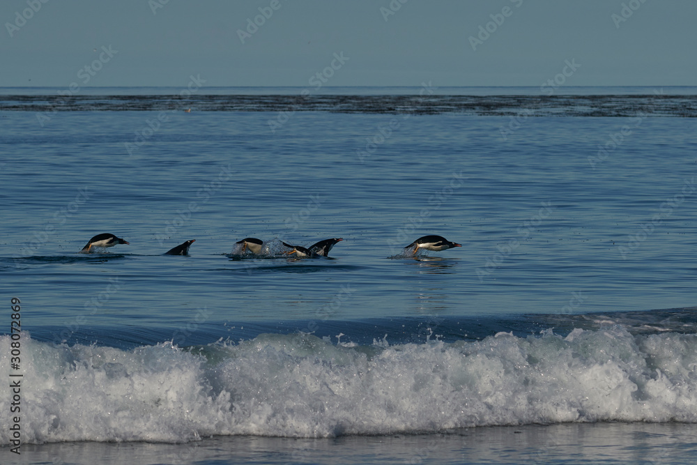 Obraz premium Gentoo Penguins (Pygoscelis papua) swimming through the water before coming ashore on Sea Lion Island in the Falkland Islands.