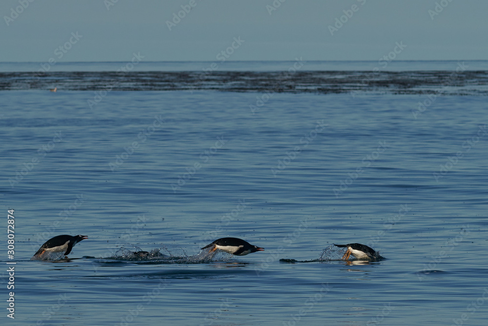 Fototapeta premium Gentoo Penguins (Pygoscelis papua) swimming through the water before coming ashore on Sea Lion Island in the Falkland Islands.