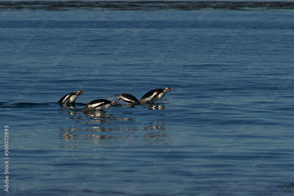 Naklejka premium Gentoo Penguins (Pygoscelis papua) swimming through the water before coming ashore on Sea Lion Island in the Falkland Islands.