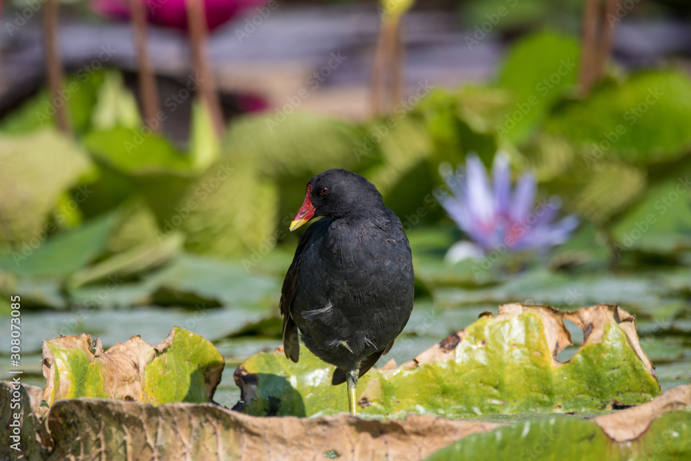 Obraz premium Wilhelma Stuttgart