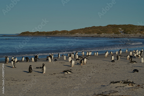 Gentoo Penguins (Pygoscelis papua) return to the colony after feeding at sea on Sea Lion Island in the Falkland Islands.