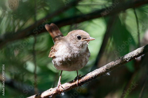 Thrush nightingale luscinia luscinia sitting on branch in bush. Cute brown songbird in wildlife. photo