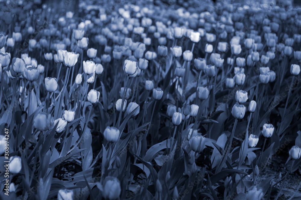Fototapeta premium Classic Blue color of the year 2020 toned picture of field of tulips