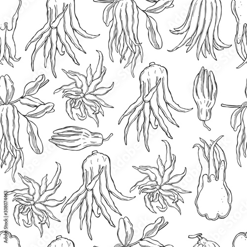 Hand drawn Citron (Buddha's hand fruit, fingered citron fruit, Citrus medica) . Vector  seamless  pattern .