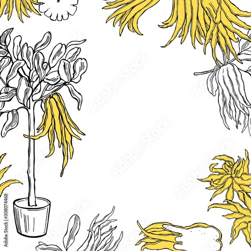 Hand drawn Citron (Buddha's hand fruit, fingered citron fruit, Citrus medica) . Vector background. Sketch illustration.