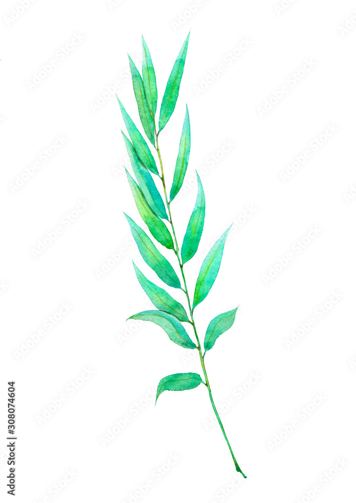 watercolor illustration of green willow branch with leaves isolated on white background watercolor illustration of green willow branch with leaves isolated on white background
